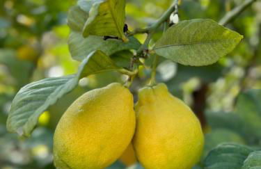 Authentic Luxury Villa in Oasis with Pool close to Malaga - Foto 23