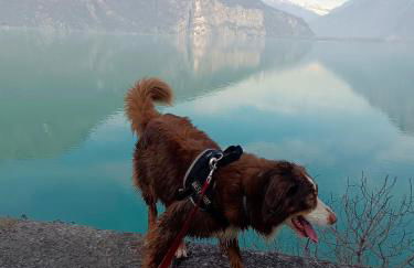 Tra lago e montagne home nonna Maria - Foto 63