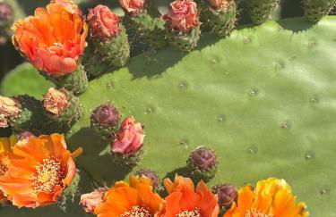 CHALET directo al MAR - Photo 37