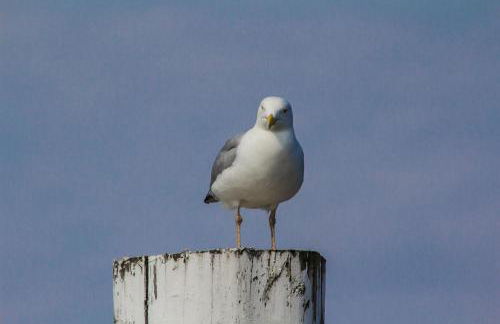 Wohnung Peper - Foto 27