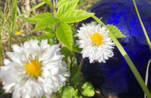 Reetdachhaus Rüxbüll - Foto 18