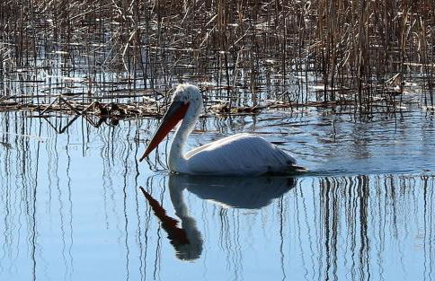 Kivotos Epavlis - Foto 6