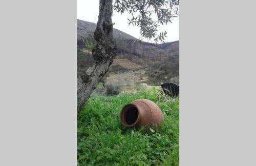 Palheirinho - Foto 22