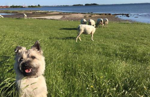 Zur Mühle Lemkenhafen auf Fehmarn - Foto 32