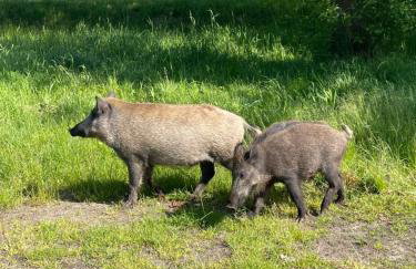 Mielno Enklawa 28 - Foto 46