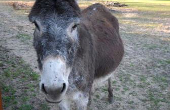 Rancho Colorado - Foto 18