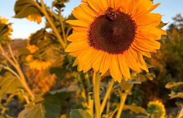 Ambelos, Lesvos Beach House - Foto 34