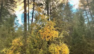 Tranquil Nature Retreat on 12 acres! - Foto 3