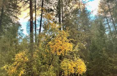 Tranquil Nature Retreat on 12 acres! - Foto 3