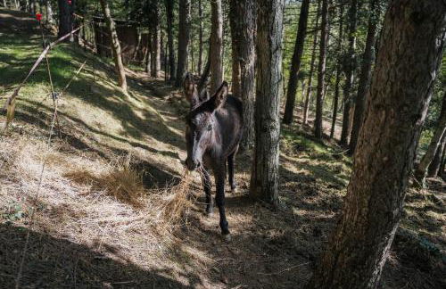 Agriturismo Casa Del Nonno - Foto 51