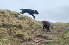 Moorland View Lodge - Foto 11