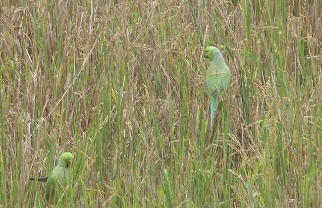 Siyambala Villa - Foto 33