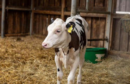 Ferienwohnung in ländlicher Lage - Foto 22