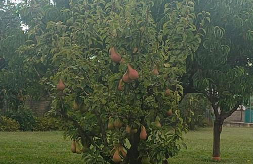 La Maison de André - Foto 22