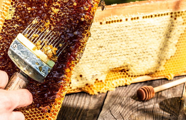 Vista a un'azienda apistica + Degustazione - Foto 1