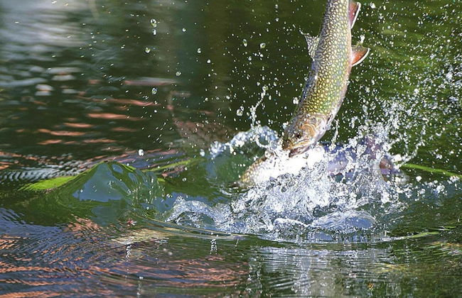 Apartment in a Charming Location on Forellenhof, Zorn Valley, Dabo - Foto 74