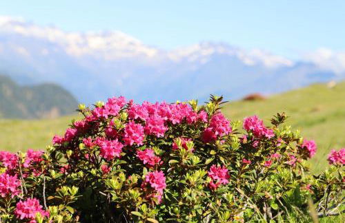 Residence Alpenrose - Foto 70