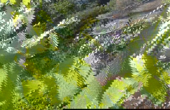 Cordella in Montalcino Wine Resort - Foto 22