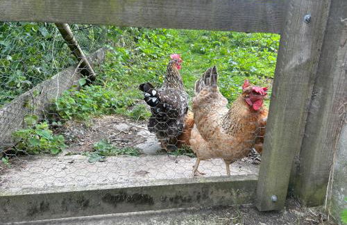 Cosy Owls Roost Hut With Private Hot Tub - Foto 35