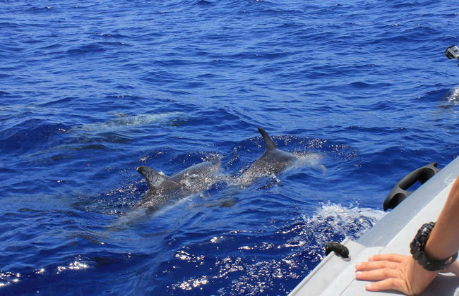 Dolphin Watching Cruise in Muscat - Foto 2
