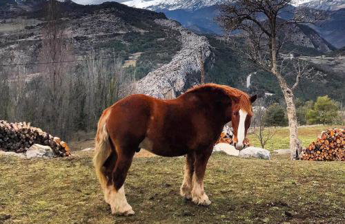 Masia Cap del Roc - Photo 41