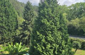 Corias Casona junto al Narcea - Foto 14