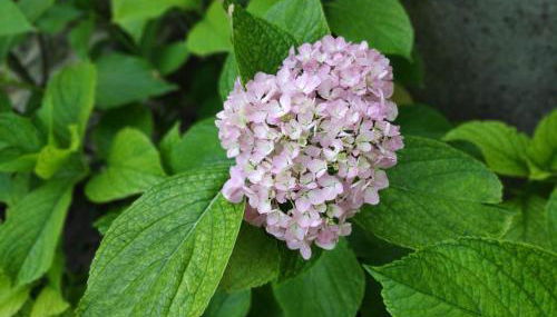 Maison de village Ardéchoise à Les Vans - Foto 4