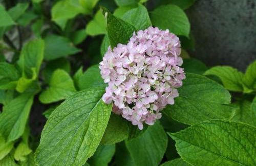 Maison de village Ardéchoise à Les Vans - Foto 4