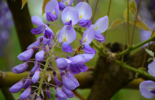 Casa dei Ciliegi Castell'Alfero - Foto 32