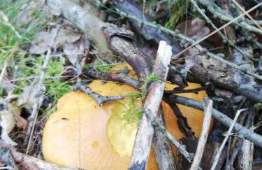 Izerski Poranek - Foto 25