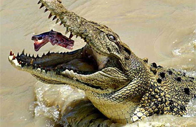 Aluxes Ecopark Trip - Foto 8