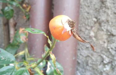 AGRITURISMO MASO PERTENER -adults friendly- - Foto 60