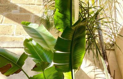 La Maison du Trident en Camargue Piscine et Jacuzzi - Foto 25