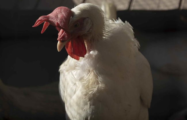 Casale Della Pergola With Cottage Sugarcane Pool - Foto 61