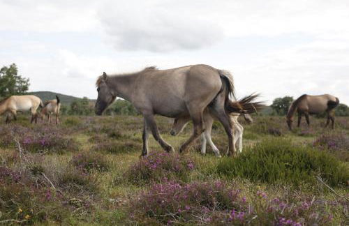Paleolítico rural - Photo 70