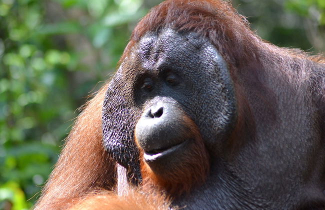 Houseboat Bee Kelotok - Foto 59