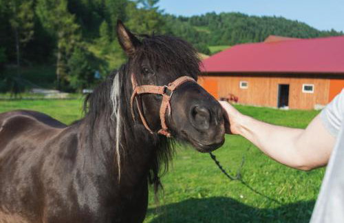 Agroturystyka u Chlebków - Photo 64