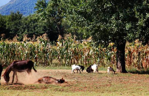 Azienda Agrituristica Pericle - Foto 54