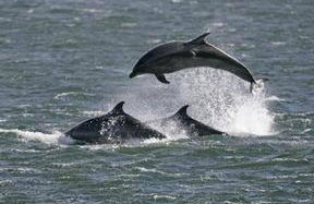 Belvedere Holiday Home - Foto 24