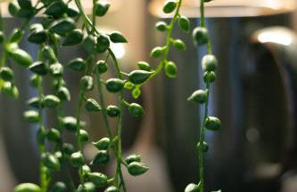 Akasha Spa Retreat Cottage - Foto 45