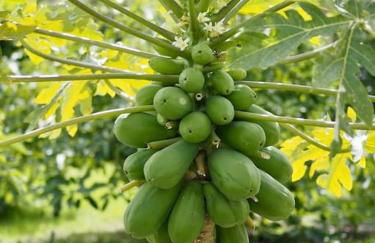 Private house with pool & garden - Foto 45