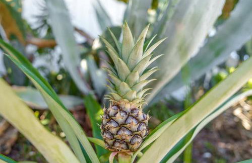 Giovannas Pineapple House - Foto 44