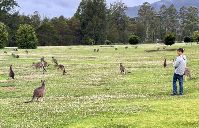 Southern Highlands Kangaroo & Wombat Tour - Foto 3