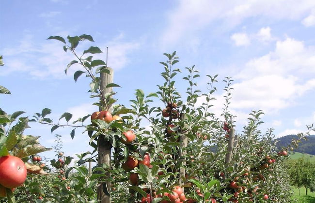 Apartment on the Isenmann Fruit Farm - Foto 35