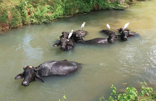 Lake Villa Near Udawalawe National Park - Foto 22
