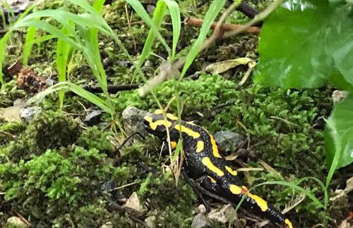 Ferienwohnungen Am Elfenstein - Foto 49