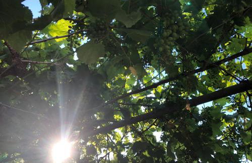 Beautiful Farm House - Foto 14