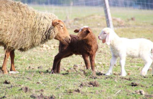 Ferienhof Zum Sagschneider - Foto 16