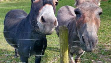 Gosling Lodge - Foto 4