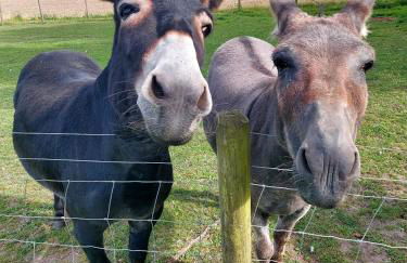 Gosling Lodge - Foto 4